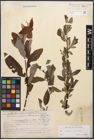 Foto von Salix caprea L. x Salix purpurea L.